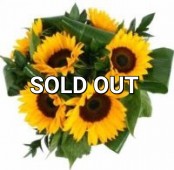 SOLD OUT - Simply Sunflowers